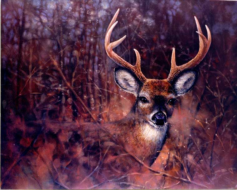 buck field deer